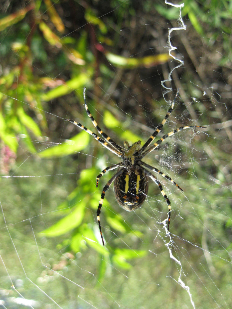 Argiope bruennichi